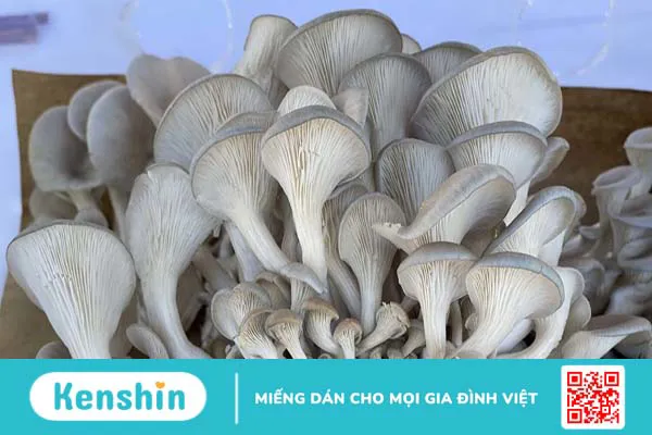 Lợi ích của nấm sò đối với sức khỏe