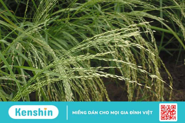 Lợi ích dinh dưỡng từ bột Teff bạn nên biết