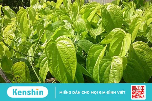 Mách bạn cách giảm ngứa khi bị viêm da cơ địa 5