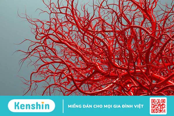 Mạch máu của cơ thể là gì và gồm những loại nào? Tìm hiểu cấu tạo của mạch máu