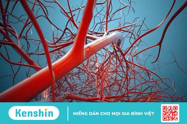 Mạch máu là gì? Chức năng, cấu trúc, đặc điểm sinh lý của mạch máu?