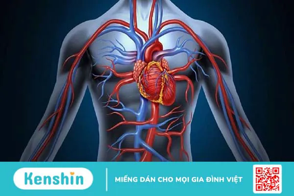 Mạch máu là gì? Chức năng, cấu trúc, đặc điểm sinh lý của mạch máu? 2