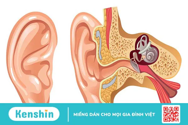 Màng nhĩ có vị trí, cấu tạo, chức năng như thế nào? Bệnh lý về màng nhĩ thường gặp