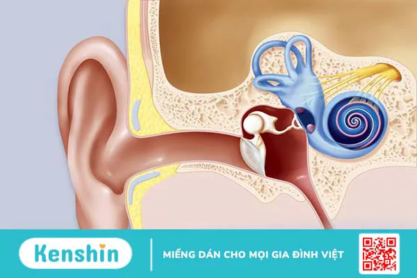 Màng nhĩ có cấu tạo như thế nào? Các bệnh lý về màng nhĩ 5