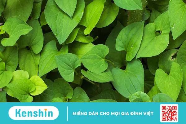 Mask diếp cá: 4 công thức làm đẹp da hiệu quả và đơn giản ngay tại nhà