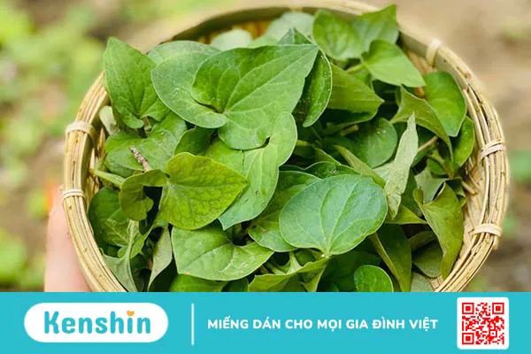 Mask diếp cá: 4 công thức làm đẹp da hiệu quả và đơn giản ngay tại nhà