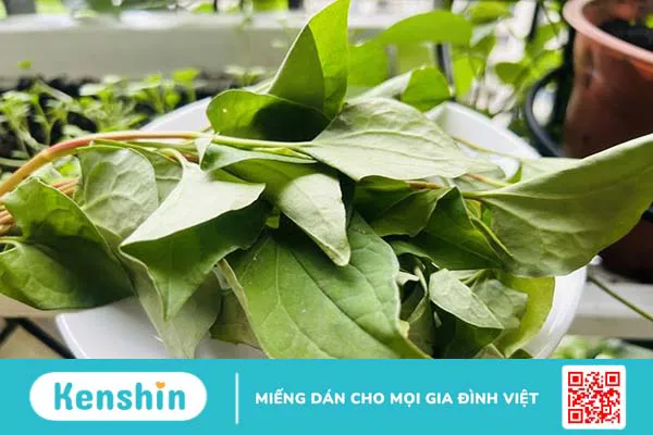 Mask diếp cá: 4 công thức làm đẹp da hiệu quả và đơn giản ngay tại nhà