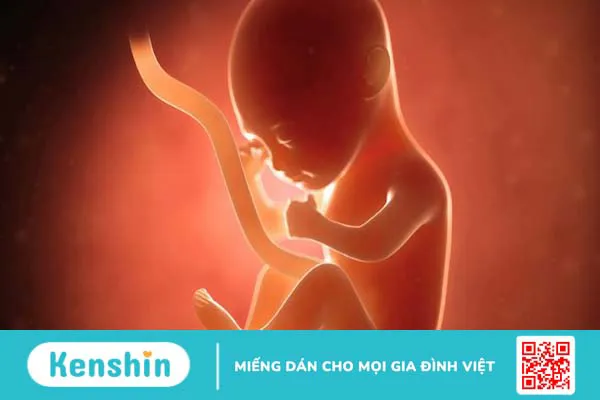 Mấy tuần có phôi thai? Làm gì để phôi thai phát triển khỏe mạnh?