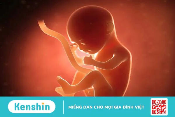 Mấy tuần có phôi thai? Làm gì để phôi thai phát triển khỏe mạnh?