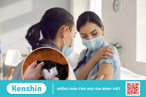 Mèo cắn có cần chích ngừa không? Chích ngừa mèo cắn bao nhiêu tiền?