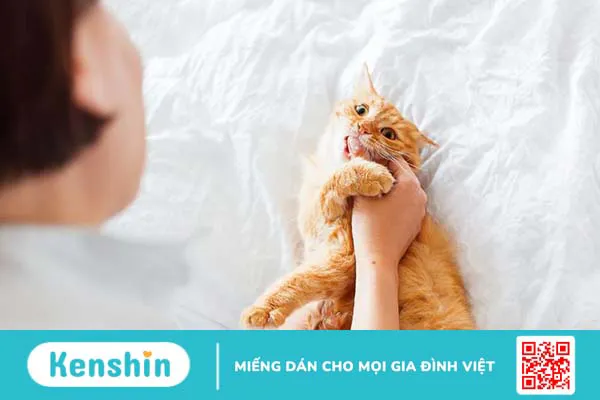 Mèo cắn có cần chích ngừa không? Chích ngừa mèo cắn bao nhiêu tiền?