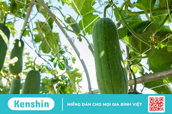 Mướp bao nhiêu calo? Ăn mướp có giúp giảm cân không?