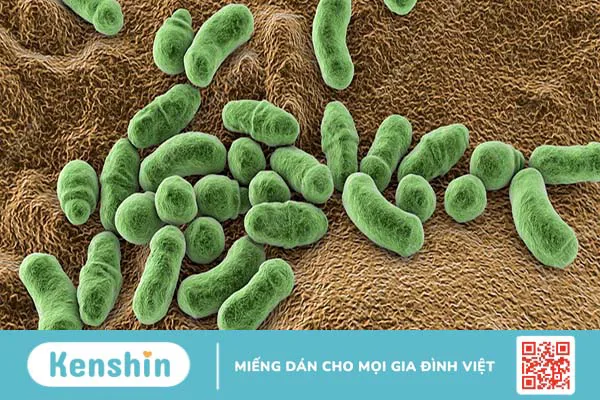 Nấm men Malassezia và tác động đến làn da