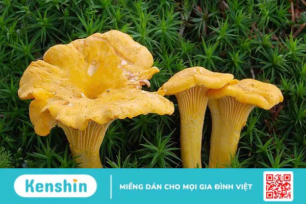 Nấm mồng gà: Đặc điểm, tác dụng và cách chế biến