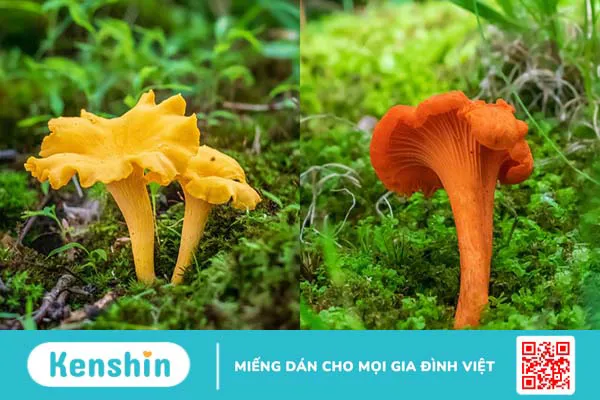 Nấm mồng gà: Đặc điểm, tác dụng và cách chế biến