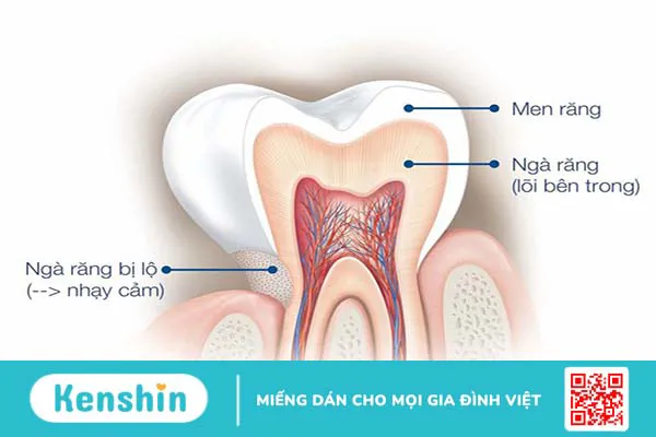 Ngà răng là gì? Vai trò của ngà răng đối với chúng ta