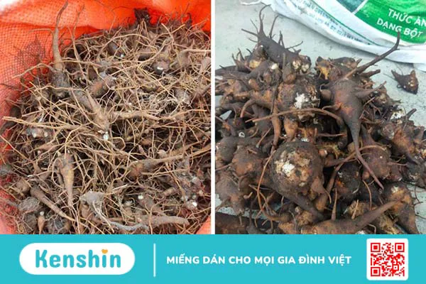 Ngộ độc củ ấu tẩu: Dấu hiệu nhận biết và biện pháp phòng tránh an toàn, hiệu quả