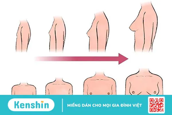 Nguyên nhân khiến ngực không phát triển ở tuổi dậy