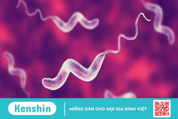 Nguyên nhân nhiễm vi khuẩn campylobacter và cách phòng ngừa