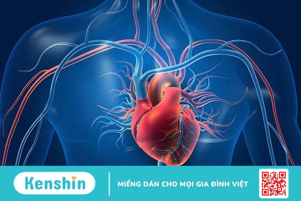 Nguyên nhân vì sao chỉ số Homocysteine cao làm tăng nguy cơ bệnh tim? 2