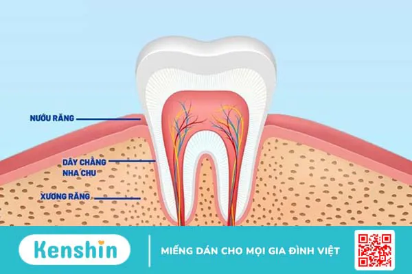 Nha chu là gì? Các bệnh thường gặp ở nha chu