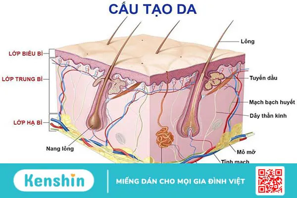 Nhiễm trùng da là gì? Những dạng nhiễm trùng da thường gặp