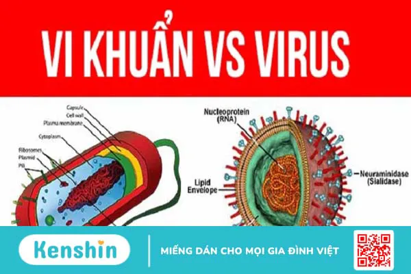 Nhiễm trùng do vi khuẩn và virus khác nhau hoàn toàn, bạn có biết?