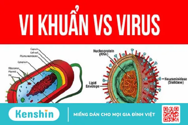 Nhiễm trùng do vi khuẩn và virus khác nhau hoàn toàn, bạn có biết? 3