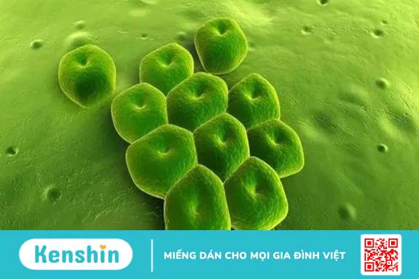 Nhiễm vi khuẩn acinetobacter baumannii: Dấu hiệu, cách phòng ngừa