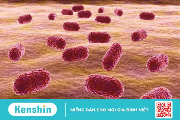 Nhiễm vi khuẩn acinetobacter baumannii: Dấu hiệu, cách phòng ngừa 1