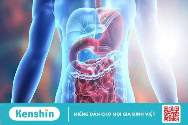 Những dấu hiệu hệ tiêu hoá có vấn đề và cách phòng ngừa