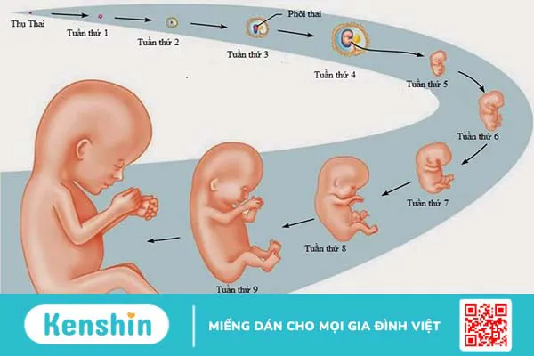 Những điều cần biết khi mang thai: Lịch khám thai và dinh dưỡng cho thai kỳ