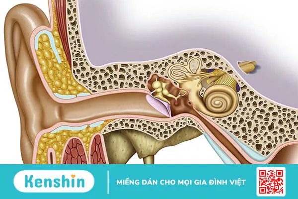 Những điều cần biết về chấn thương tai do âm thanh 1