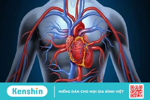 Những điều cần biết về mạch máu và các bệnh lý mạch máu thường gặp