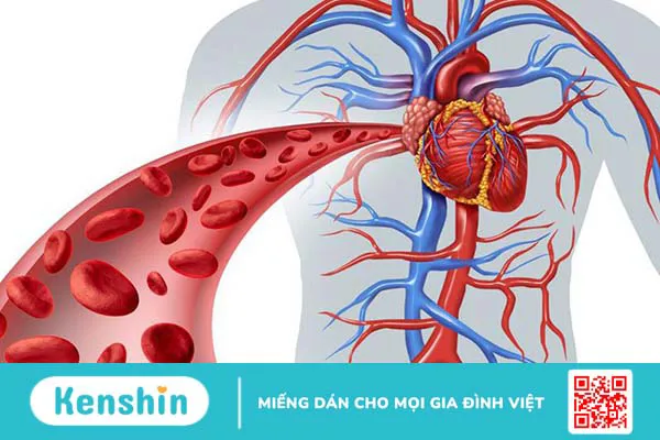 Những điều cần biết về mạch máu và các bệnh lý mạch máu thường gặp 1