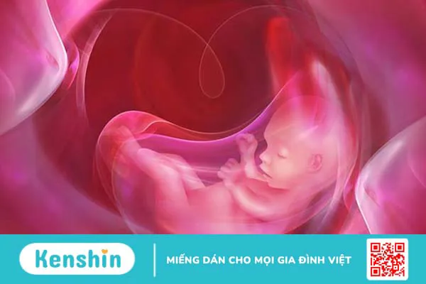 Những điều cần biết về phương pháp đo AFI và ý nghĩa của chỉ số nước ối AFI 4