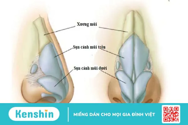 Những điều cần biết về sụn và nguyên nhân gây ra tổn thương sụn thường gặp