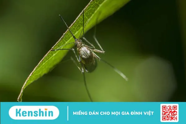 Những loài côn trùng gây bệnh nguy hiểm cho cơ thể cần phải đề phòng