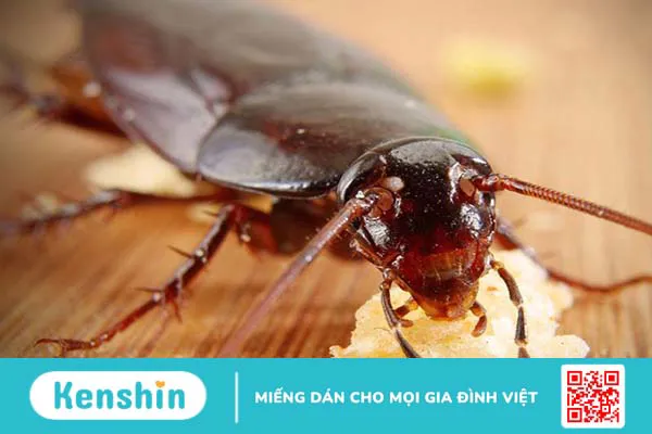 Những loài côn trùng gây bệnh nguy hiểm cho cơ thể cần phải đề phòng