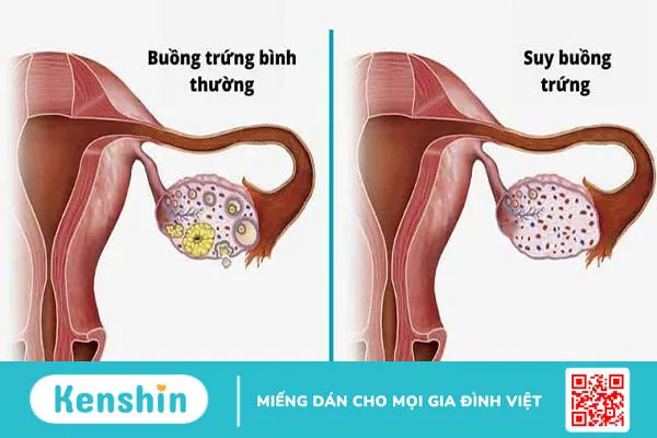 Những loại vitamin tốt cho nội tiết thời kỳ mãn kinh 1