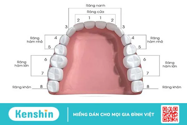 nhung-rang-sua-nao-khong-thay-cach-cham-soc-rang-mieng-cho-tre 2