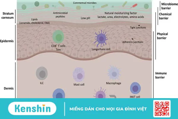 Những tác hại của tia UVA đối với sức khỏe con người