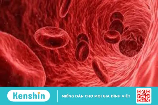 Nội mạc mạch máu và một số bệnh lý liên quan