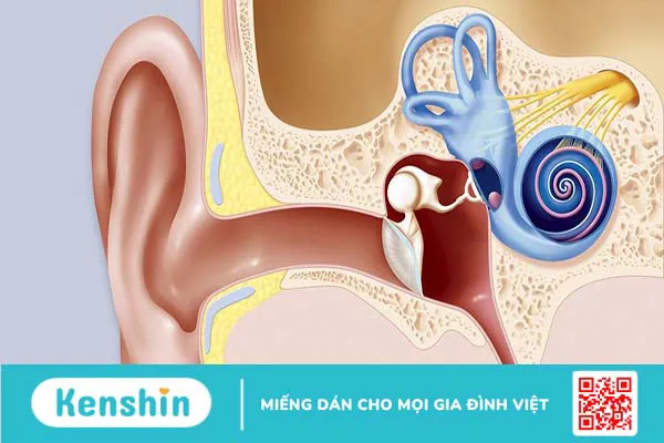 Ốc tai có cấu tạo như thế nào? Các bệnh lý về ốc tai thường gặp