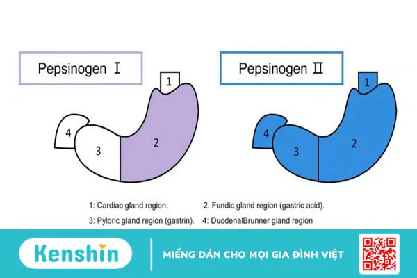 Pepsinogen là gì 2