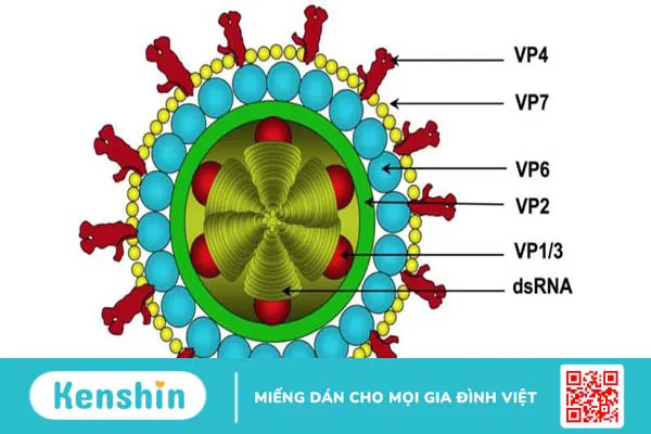 Phác đồ điều trị Rotavirus theo hướng dẫn từ Bộ Y tế