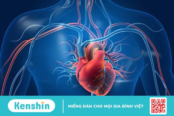 Phân suất tống máu là gì? Vì sao chỉ số này lại quan trọng trong siêu âm tim? 3