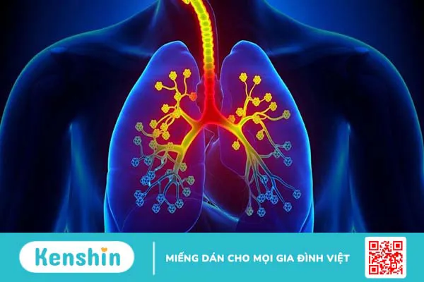 Phế quản: Tìm hiểu ngay về cấu tạo, chức năng và cách bảo vệ