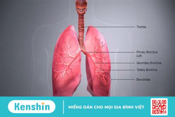 Tìm hiểu ngay về cấu tạo, chức năng và cách bảo vệ phế quản - 1