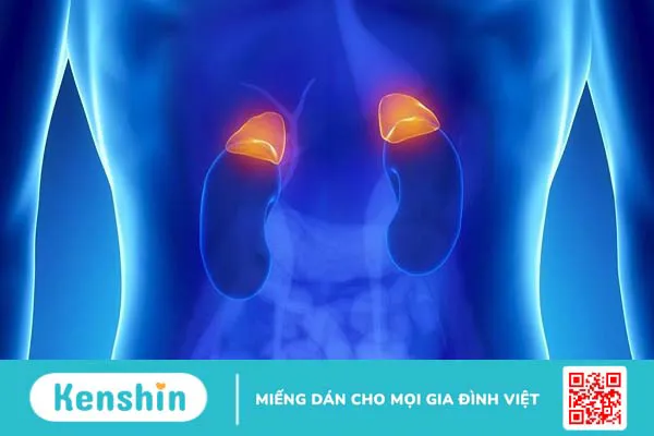 Pheochromocytoma là bệnh gì? Triệu chứng và phương pháp điều trị hiệu quả